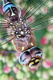 Aeshna: 80197266 Migrant Hawker Dragonfly - male resting