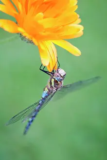 Aeshna: 80197267 Migrant Hawker Dragonfly - male on Calendula
