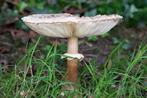 Toadstool: 80197273 Shaggy Parasol Mushroom Norfolk, UK Chlorophyllum