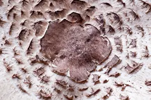 Toadstool: 80197274 Shaggy Parasol Mushroom - pattern on cap