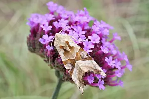 Verbena: 80197278 Angle Shades Moth - on Verbena bonariensis