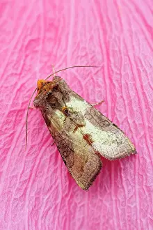 Noctuidae: 80197279 Burnished Brass Moth - on pink flower petal