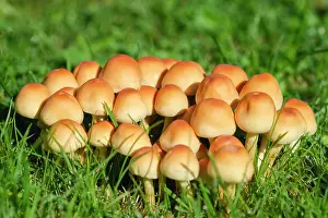 Tuft: 80197281 Sulphur Tuft Fungi Norfolk, UK Hypholoma