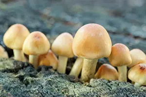 Tuft: 80197282 Sulphur Tuft Fungi - on rotting wood stump
