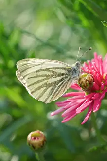 Marguerite: 80197289 Brimstone Butterfly - on Marguerite Daisy