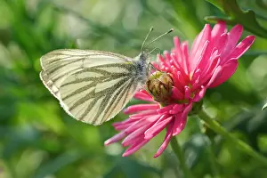 Marguerite: 80197290 Brimstone Butterfly - on Marguerite Daisy