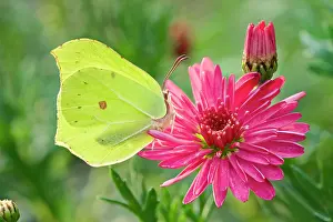 Marguerite: 80197294 Brimstone Butterfly - on Marguerite Daisy