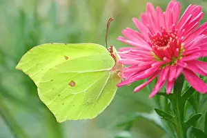 Marguerite: 80197295 Brimstone Butterfly - on Marguerite Daisy