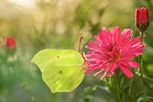 Marguerite: 80197296 Brimstone Butterfly - on Marguerite Daisy