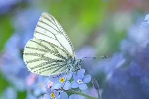 Veined: 80197299 Green-veined White Butterfly - on Forget-me-not