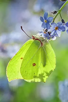 Brimstone: 80197300 Brimstone Butterfly - on Forget-me-not