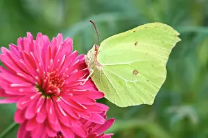 Marguerite: 80197303 Brimstone Butterfly - on Marguerite Daisy
