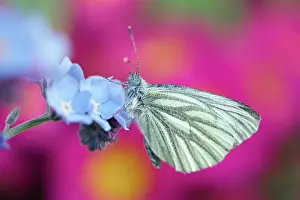 Veined: 80197305 Green-veined White Butterfly - on Forget-me-not