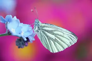 Veined: 80197306 Green-veined White Butterfly - on Forget-me-not