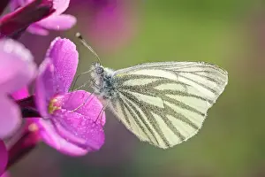 Mauve: 80197307 Green-veined White Butterfly - on Erysimum