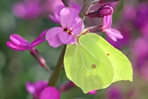 Brimstone: 80197308 Brimstone Butterfly - on Erysimum bowles