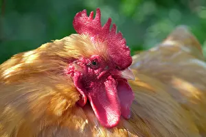 Comb: 80197310 Cockerel Norfolk, UK Gallus gallus Geoff