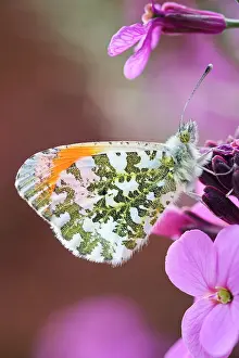 Hyacinth: 80197313 Orange Tip Butterfly - male on Erysimum