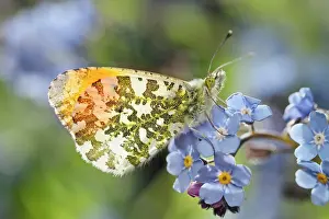 80197315 Orange Tip Butterfly - male on Forget-me-not