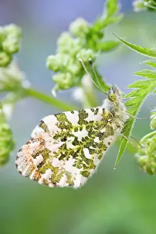Parsley: 80197317 Orange Tip Butterfly - male on Cow Parsley