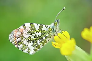 Cowslip: 80197320 Orange Tip Butterfly - male on Cowslip