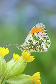 Cowslip: 80197321 Orange Tip Butterfly - male on Cowslip