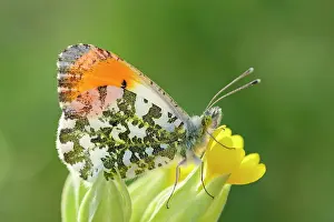 Cowslip: 80197322 Orange Tip Butterfly - male on Cowslip