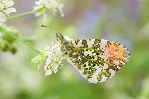 Parsley: 80197326 Orange Tip Butterfly - male on Cow Parsley