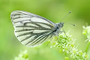Alexanders: 80197327 Green-veined White Butterfly - on Alexanders