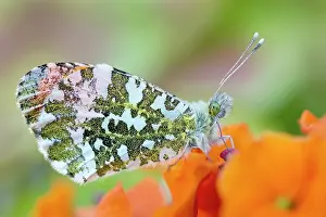 Erysimum: 80197335 Orange Tip Butterfly - male on Erysimum