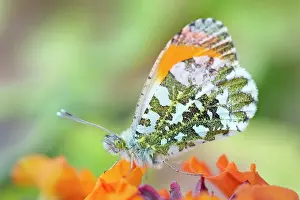 Erysimum: 80197336 Orange Tip Butterfly - male on Erysimum