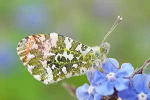 Borage: 80197337 Orange Tip Butterfly - resting on Borage