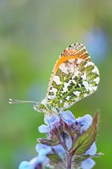 Borage: 80197339 Orange Tip Butterfly - resting on Borage