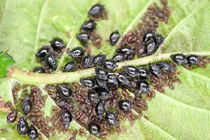 Bugs: 80197345 Cherry Blackfly on cherry leaf Myzus cerasi