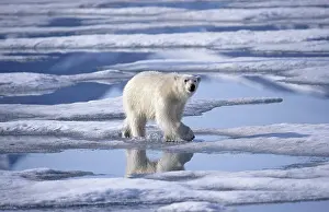 Wildife: 80197398 Polar Bear - in arctic landscape Svalbard