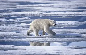 Wildife: 80197399 Polar Bear - in arctic landscape Svalbard