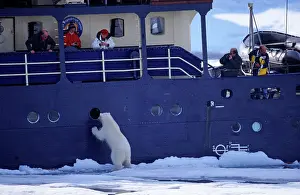 Wildife: 80197400 Polar Bear - looking through window of
