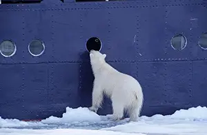 Wildife: 80197401 Polar Bear - looking through window of