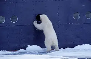 Wildife: 80197402 Polar Bear - looking through window of