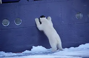 Wildife: 80197403 Polar Bear - looking through window of