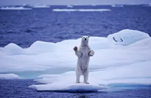 Wildife: 80197405 Polar Bear - standing up on hind legs on