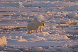 Thalarctos: 80197406 Polar Bear - in arctic landscape Svalbard