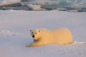 Thalarctos: 80197407 Polar Bear - resting on ice Svalbard, Norway