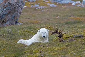 Thalarctos: 80197409 Polar Bear - resting on land Svalbard