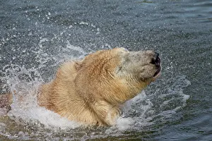 Thalarctos: 80197410 Polar Bear - swimming Svalbard, Norway