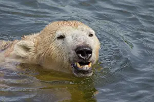 Thalarctos: 80197411 Polar Bear - swimming Svalbard, Norway