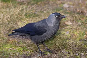 Crow: 80197412 Jackdaw - adult Germany Corvus monedula