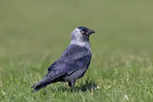 Crow: 80197413 Jackdaw - adult Germany Corvus monedula