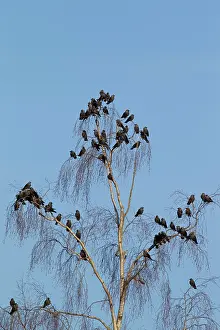 Crow: 80197414 Jackdaw - flock roosting Dalarna, Sweden