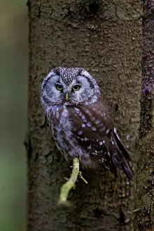 Boreal: 80197415 Boreal Owl - adult Dalarna, Sweden Aegolius